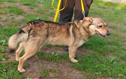 Mixed Breed dogs for adoption: 💙🐶 SIRKO 🐶💙 - Image 10