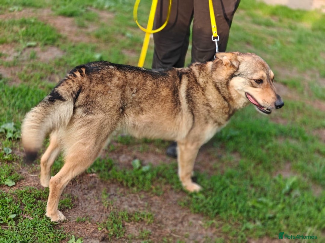 Mixed Breed dogs for adoption: 💙🐶 SIRKO 🐶💙 - Image 10