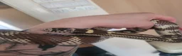 King Snake reptiles for sale: King Snake in Telford - Advert 3
