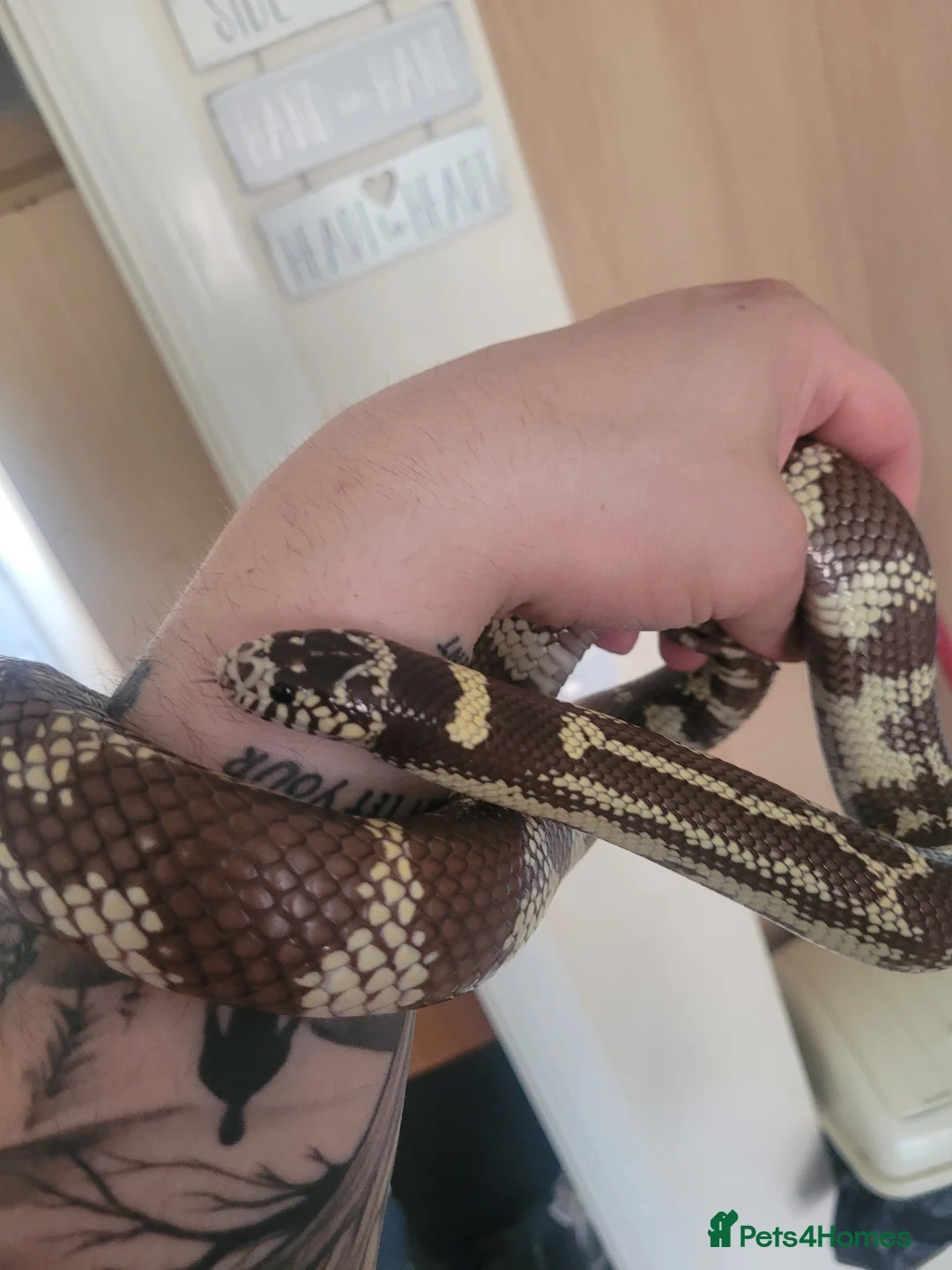 King Snake reptiles for sale: King Snake in Telford - Advert 3