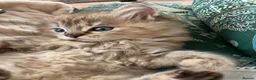 Ragdoll cats for sale: Ragdoll kitten. Cherubim sepia female . Tica reg  in Sheerness - Advert 12