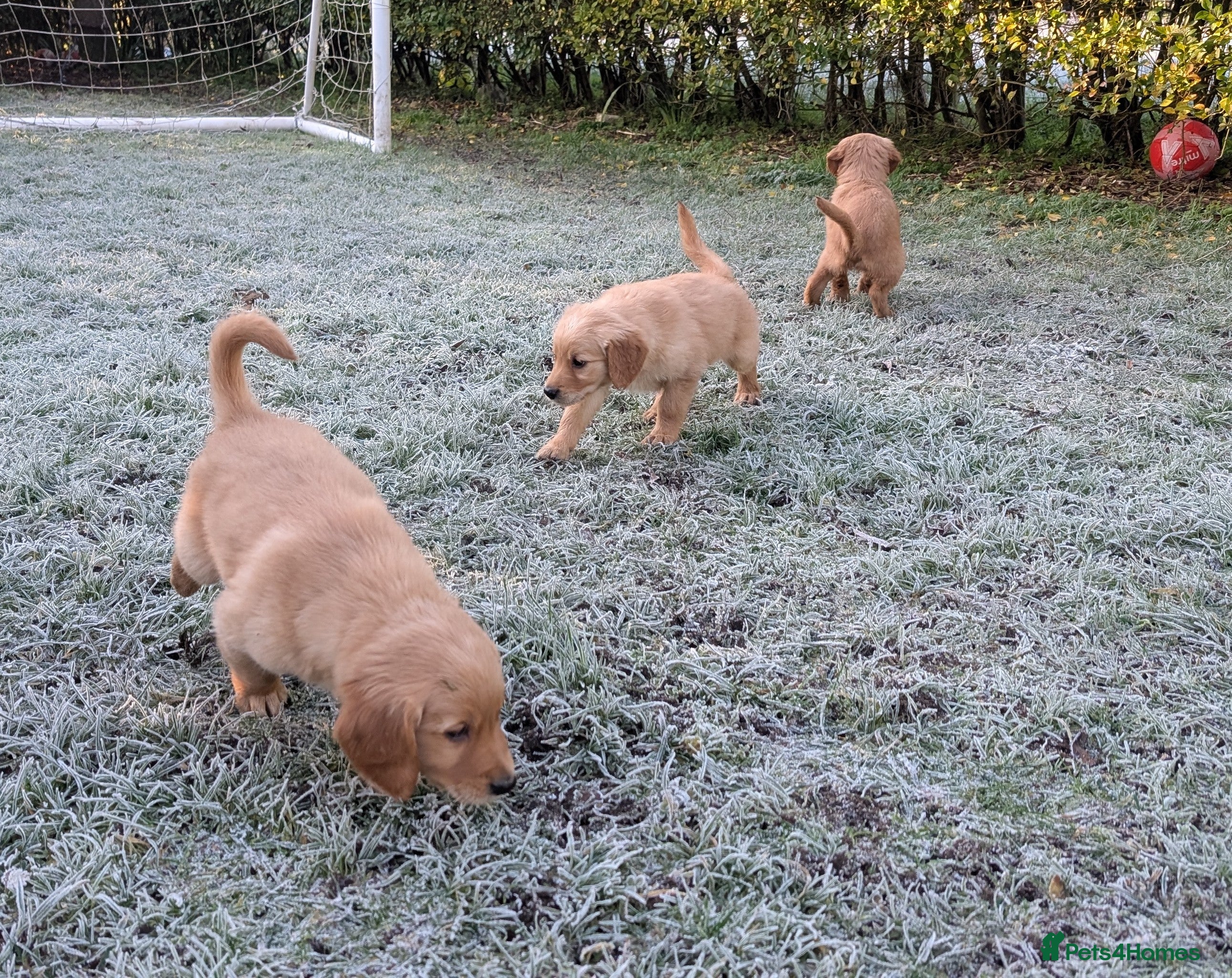 Golden Retriever dogs KC Reg Working Golden Retriever Puppies  - Advert 5