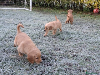 Golden Retriever dogs KC Reg Working Golden Retriever Puppies - Advert 5