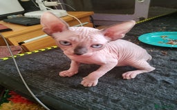 Sphynx cats for sale: I would like a girl and a boy in one family. - Image 1