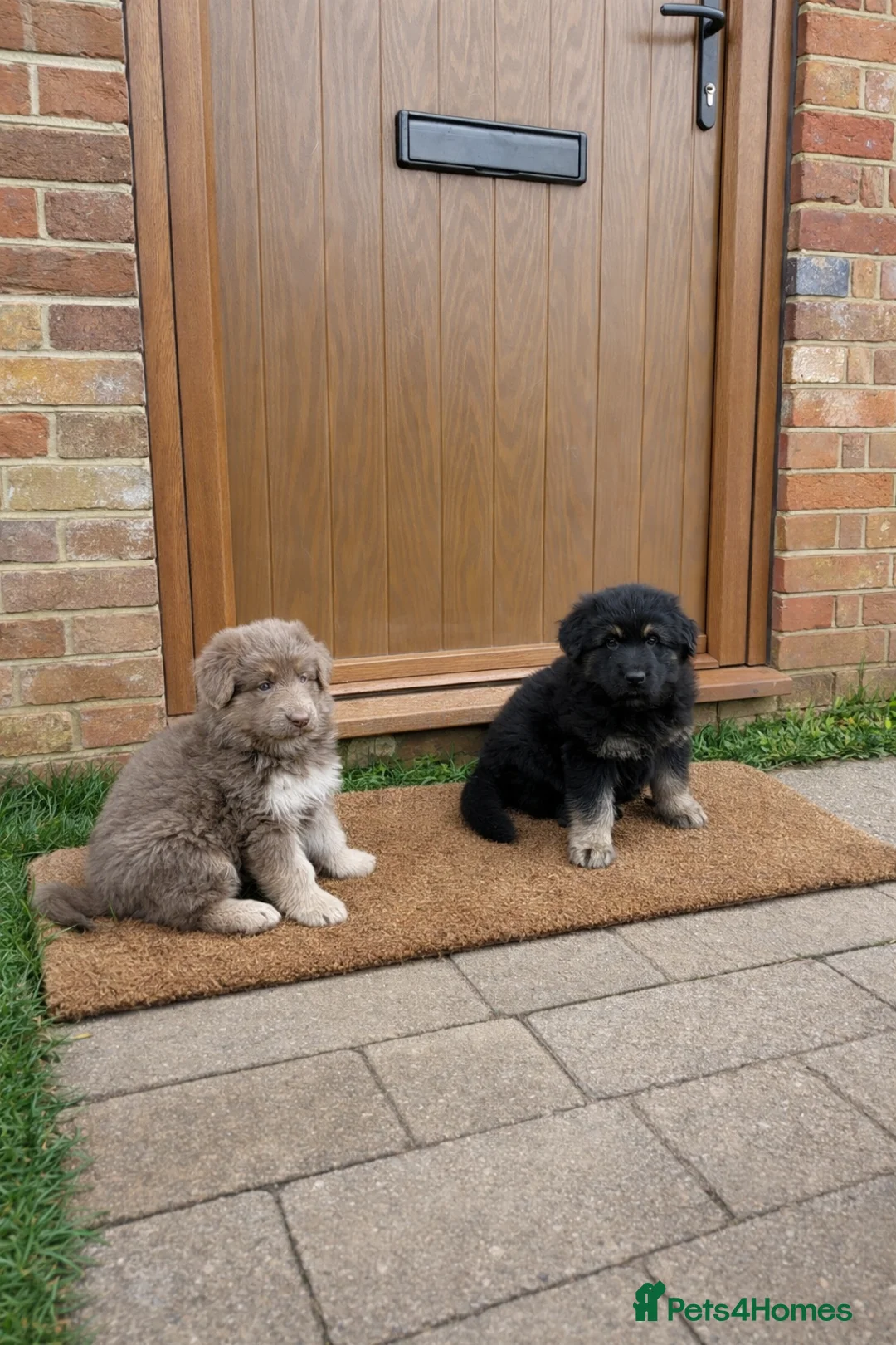 German Shepherd dogs for sale: KC reg health tested parents  - Advert 20