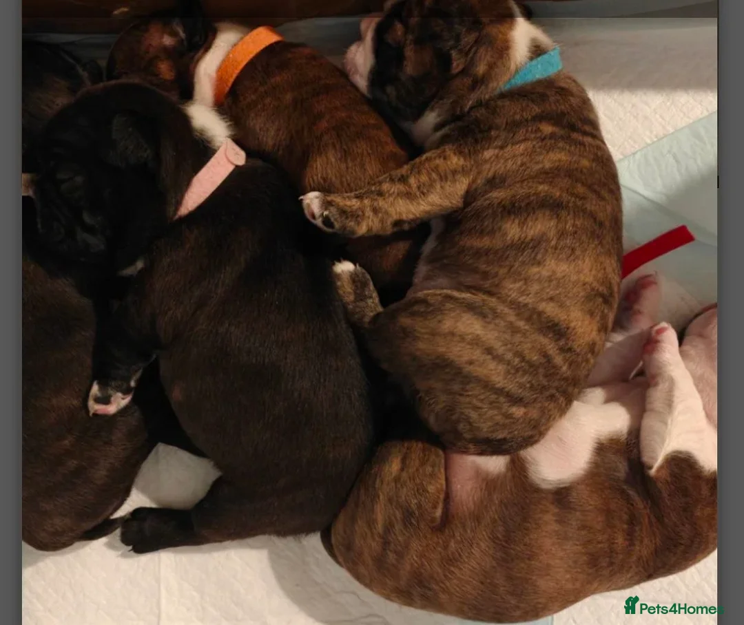 Boston Terrier dogs for sale: Beautiful Boston Terrier Cross Puppies - Advert 9