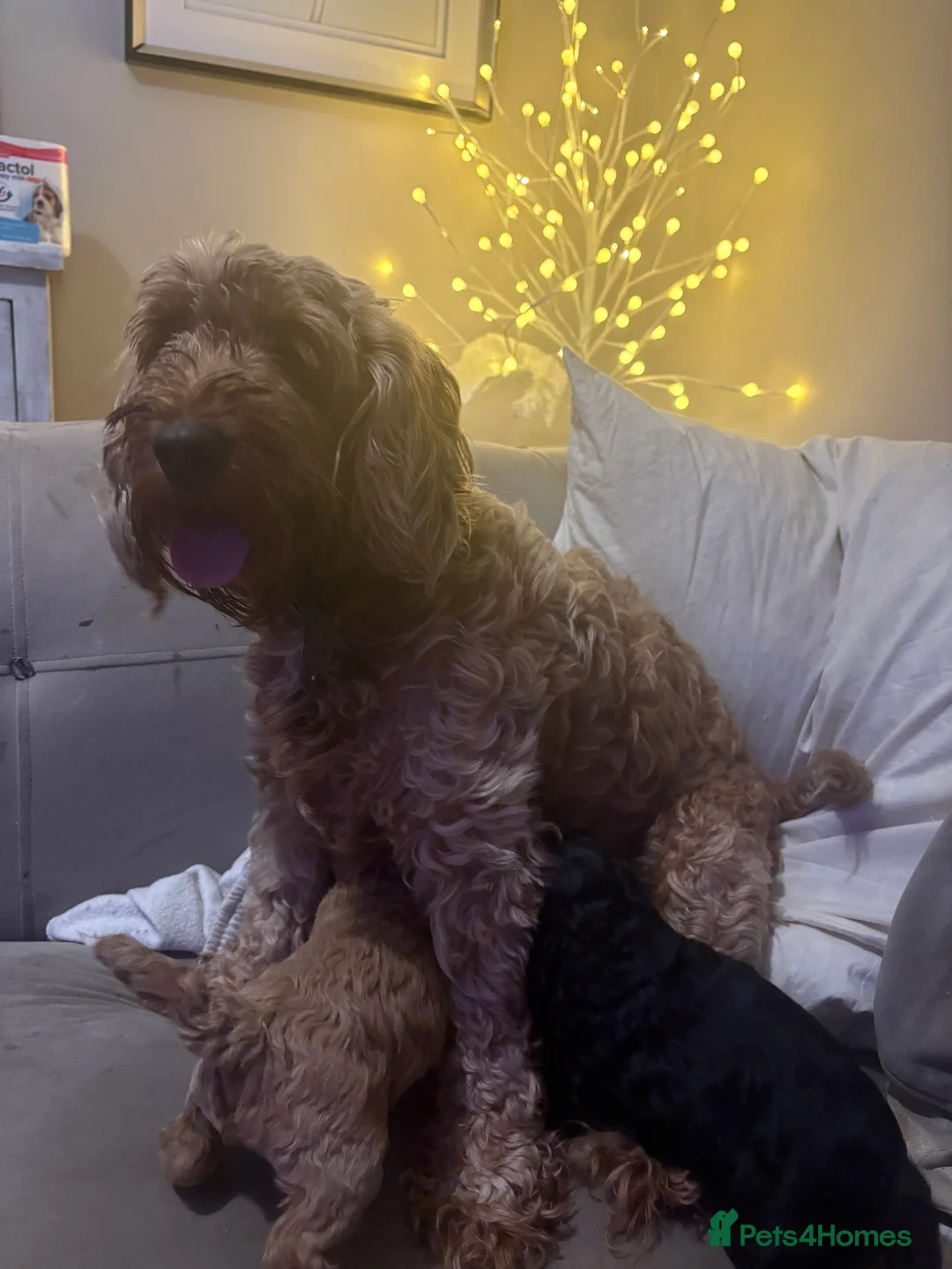 Cavapoo dogs for sale: Gorgeous cavapoos  - Advert 15