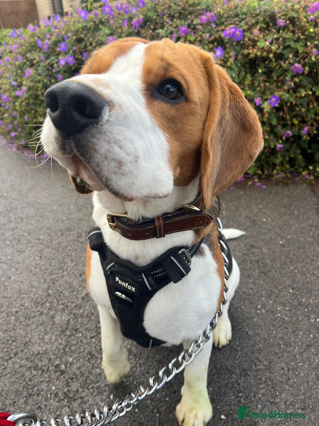 Beagle dogs for sale: Adorable & Playful - Image 3