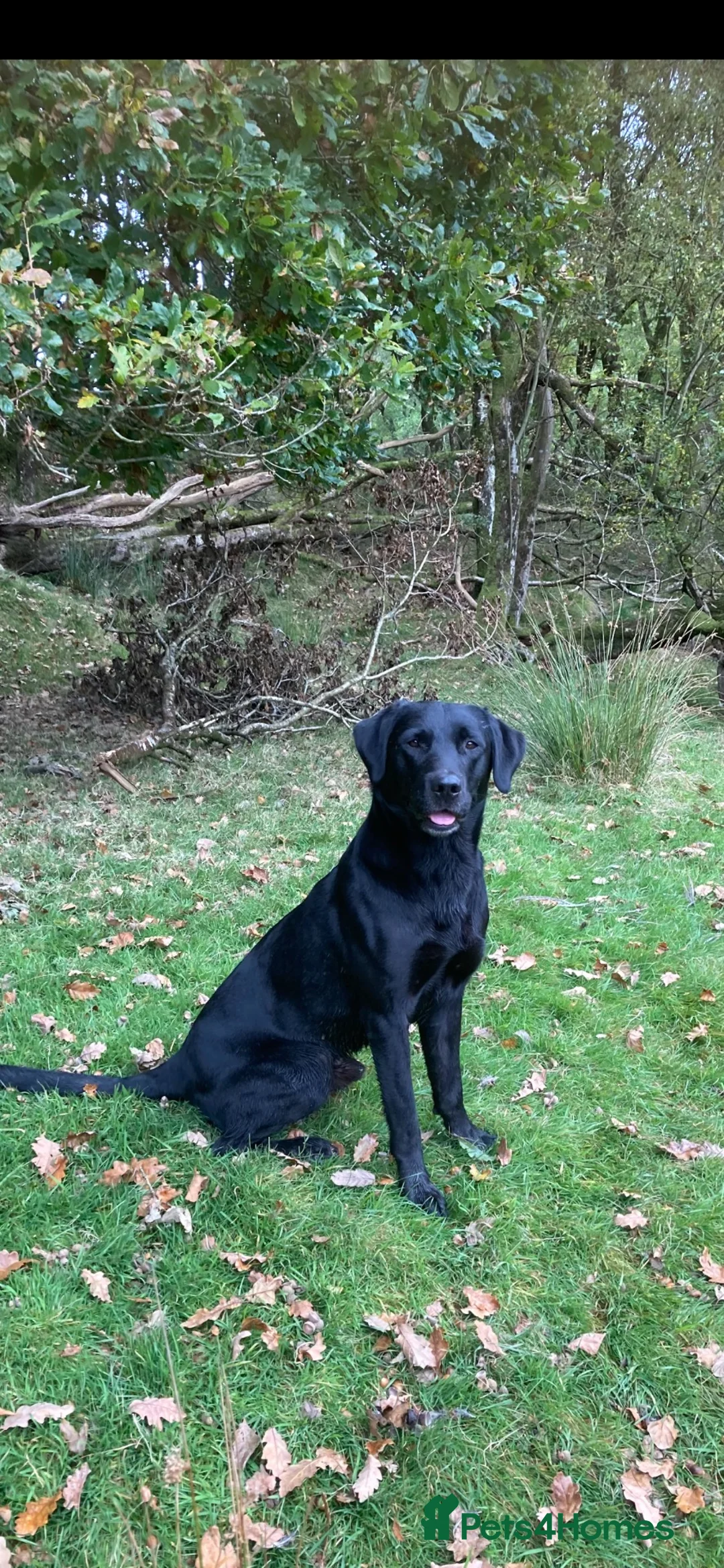 Labrador Retriever dogs for sale: Health tested Working Labrador Puppies in Welshpool - Advert 7