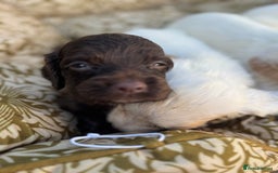 Cocker Spaniel dogs for sale: One male, four girl cocker spaniels - Image 2