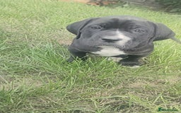 Mixed Breed dogs for sale: Cane Corso x Puppies  - Image 16