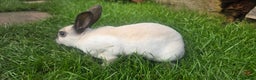 Rex rabbits for sale: 3 Mini rex 13 weeks old - Advert 15