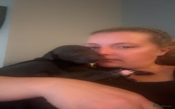 Whippet dogs for sale: 3 Whippets available from 10/09/25 - Image 17