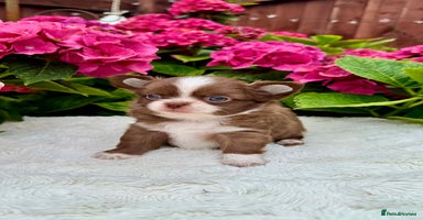 Chihuahua dogs - Advert 5
