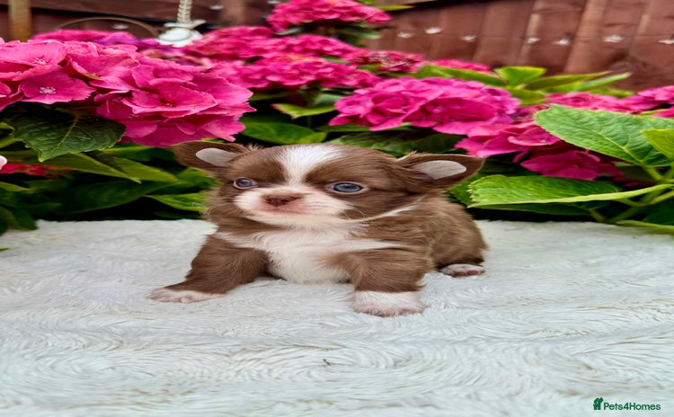 Chihuahua dogs - Advert 2