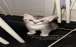 British Shorthair cats for sale: Male kitten - Image 4