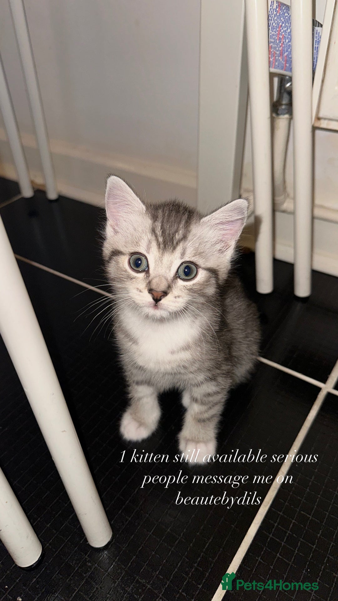 British Shorthair cats for sale: Male kitten - Image 4