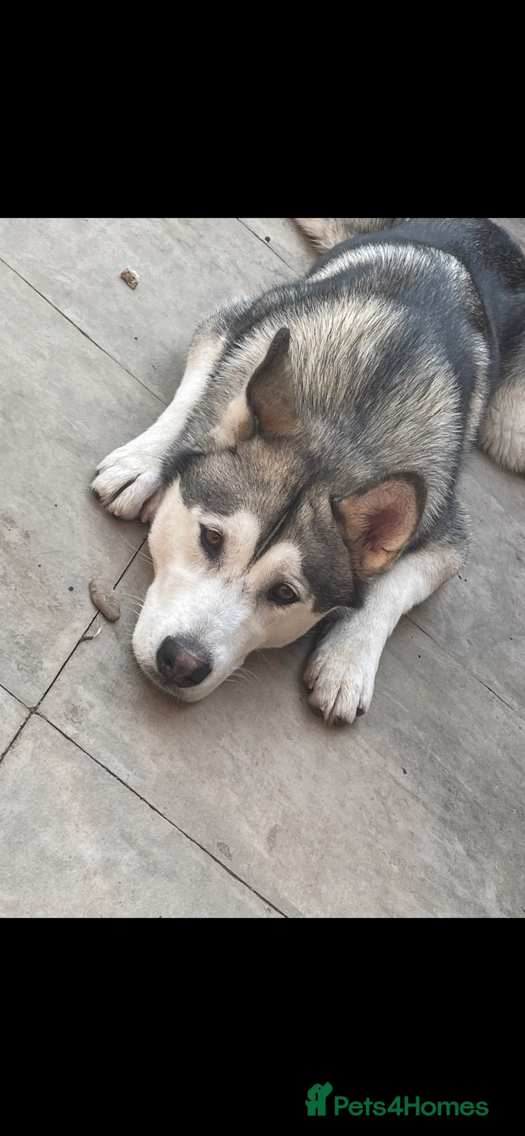 Siberian Husky dogs for sale: Siberian husky  - Advert 4