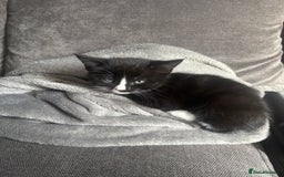 Mixed Breed cats for sale: Black and white kittens - Image 1