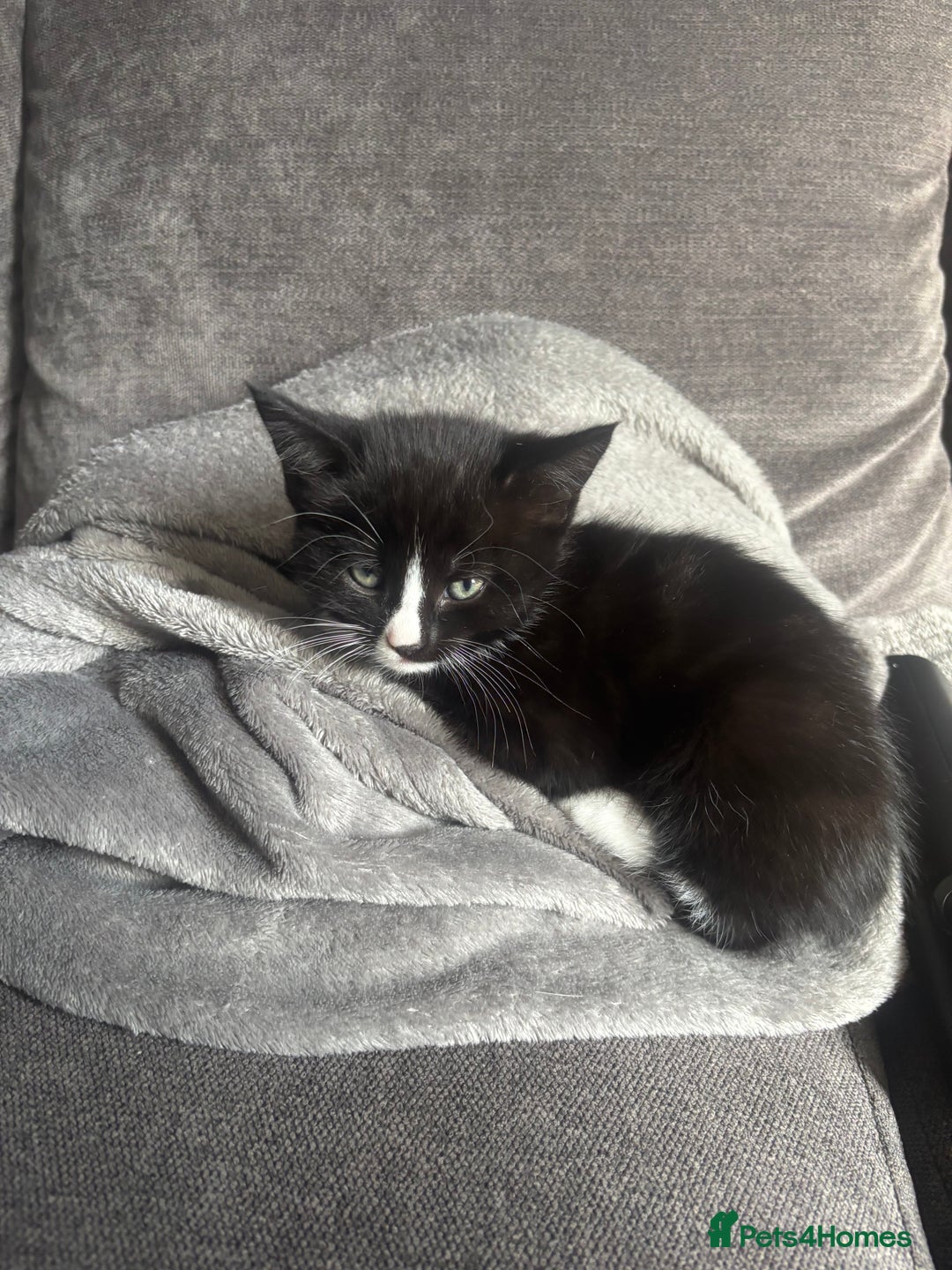 Mixed Breed cats for sale: Black and white kittens - Image 1