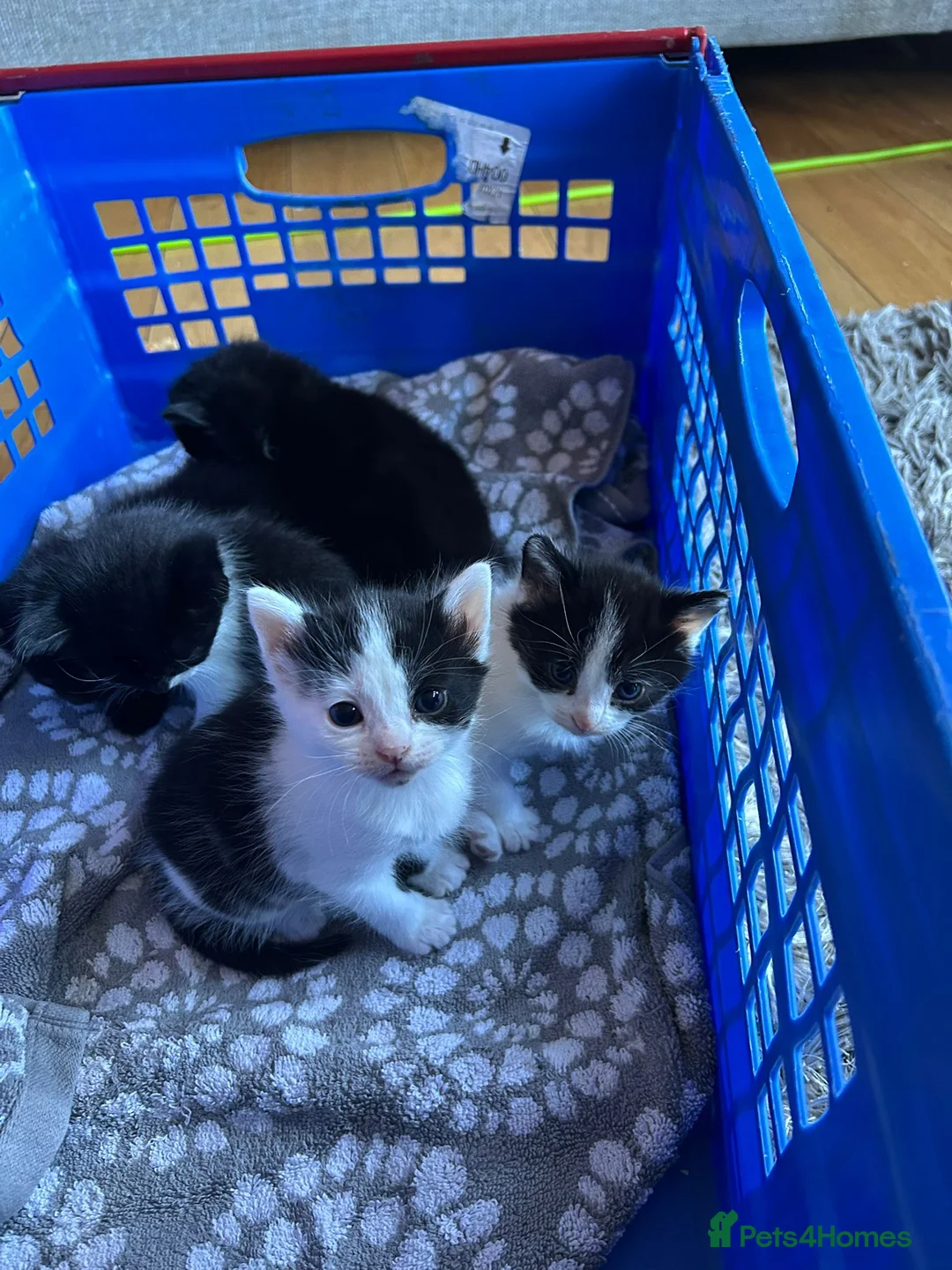 Mixed Breed cats for sale: Extreemely fluffy black and white - Advert 10