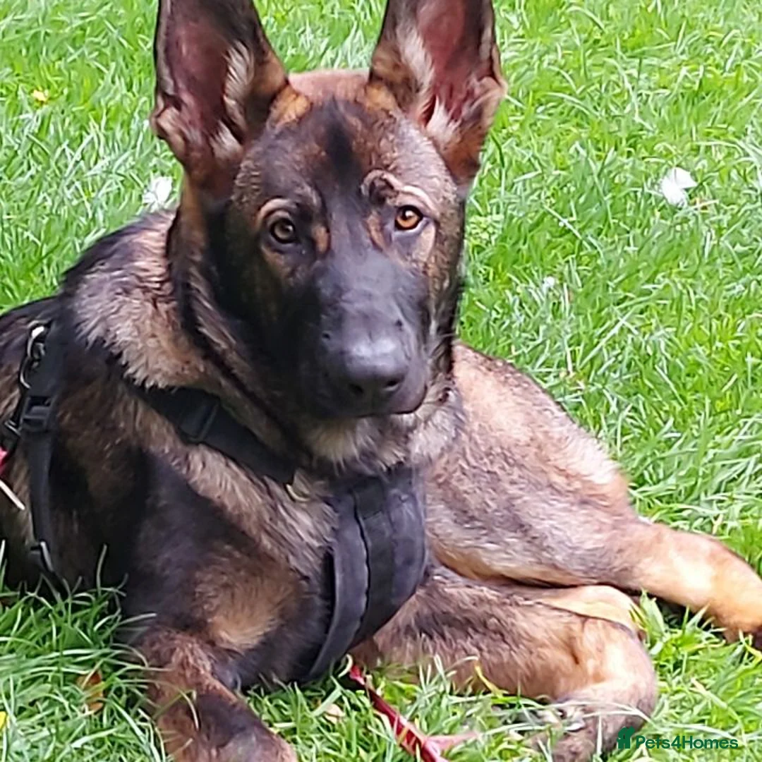 German Shepherd dogs for stud: Beautiful male GSD - Advert 1