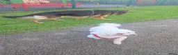 Poochon dogs for sale: 4 beautiful poochon puppys for sale  - Advert 10