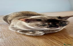 Burmese cats for sale: Chocolate Tortie - Image 1