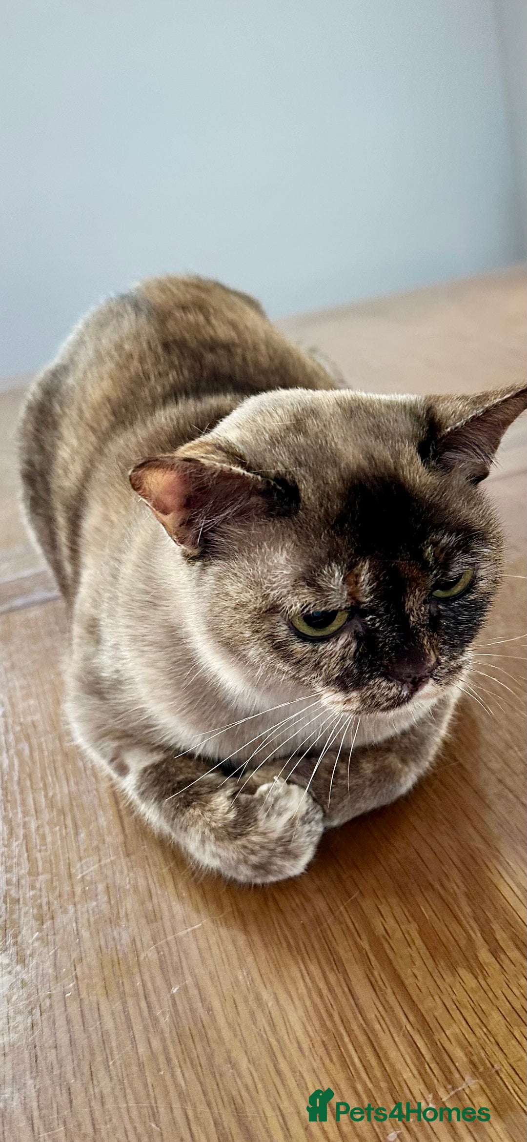 Burmese cats for sale: Chocolate Tortie - Image 1