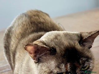 Burmese cats - Advert 1