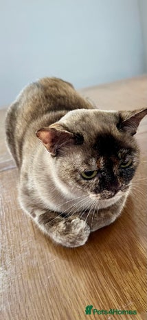 Burmese cats - Advert 1