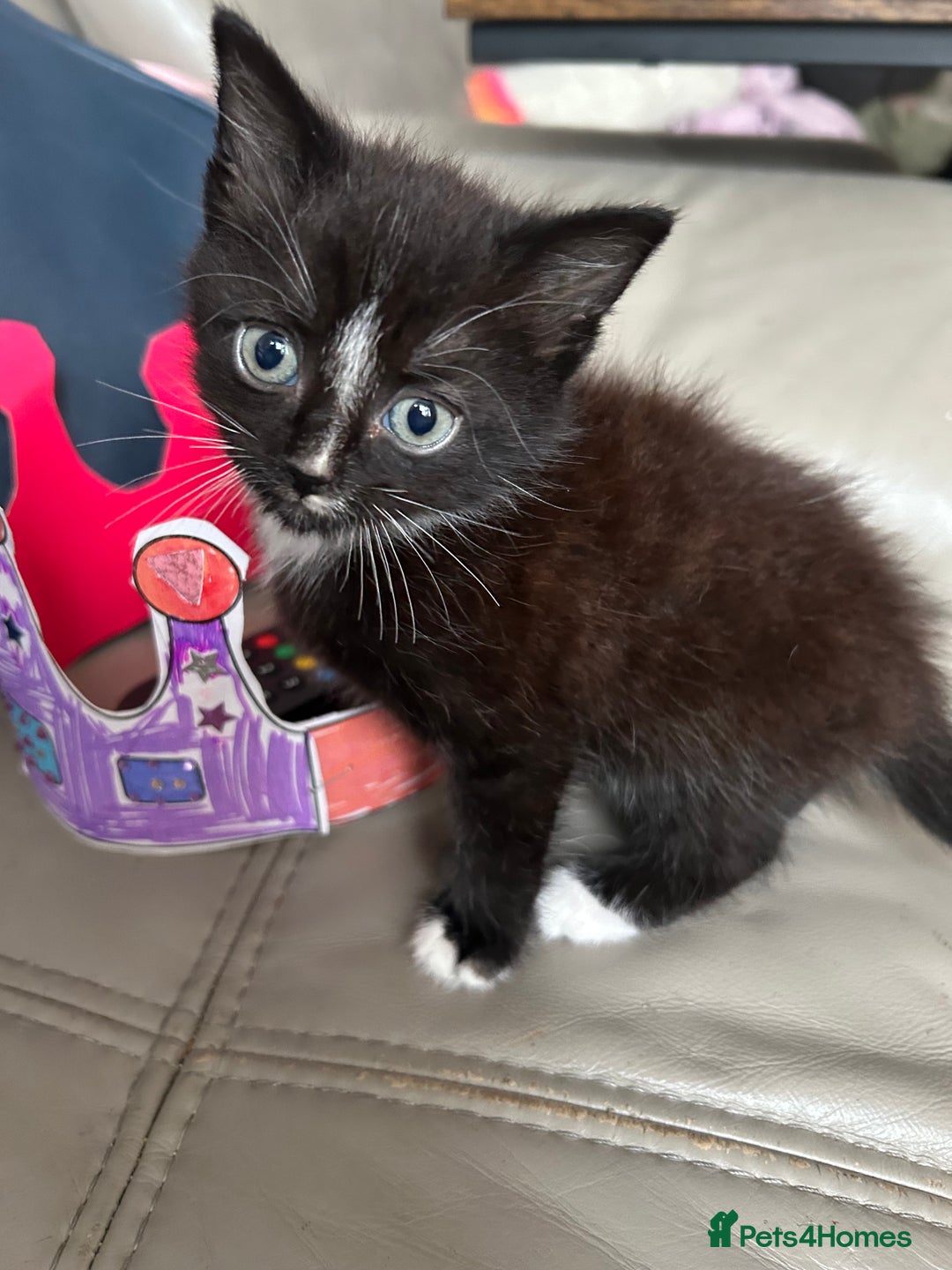 Mixed Breed cats for sale: Mixed kittens  - Image 7