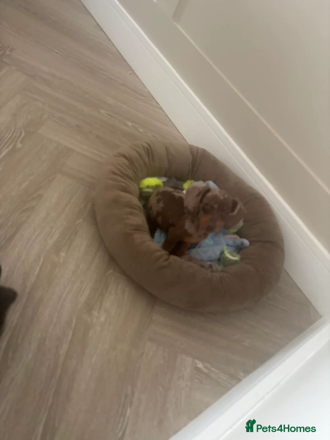 Miniature Dachshund dogs for sale: female miniature dashound for sale  in Solihull - Advert 3