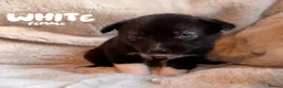Shepsky dogs for sale: Outstanding Family-Raised Puppies - Advert 13