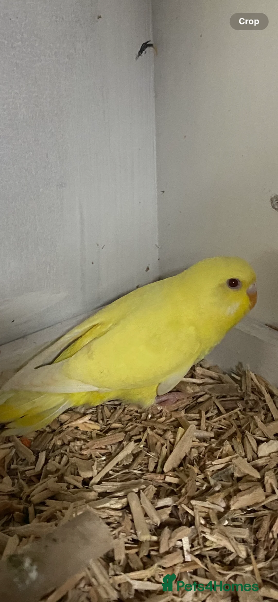 Budgerigars birds for sale: Young budgies available  - Advert 2