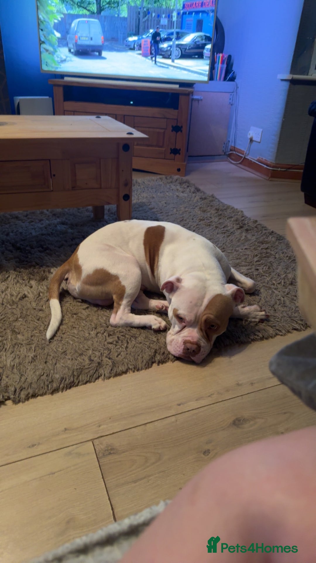 Mixed Breed dogs for sale: 2 dogs FTGH - Image 14