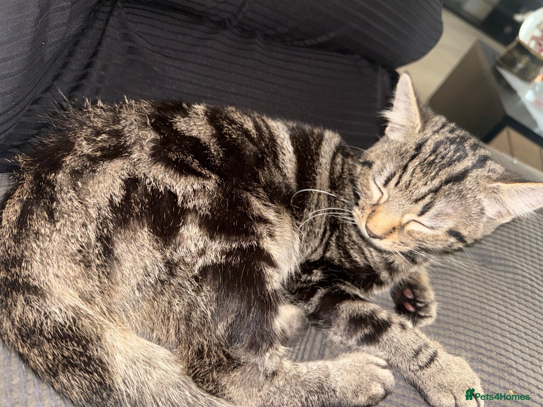 Mixed Breed cats for sale: Tabby male kitten 5 months old  - Advert 5