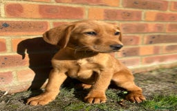 Labrador Retriever dogs for sale: Fox Red Labrador’s  - Image 10