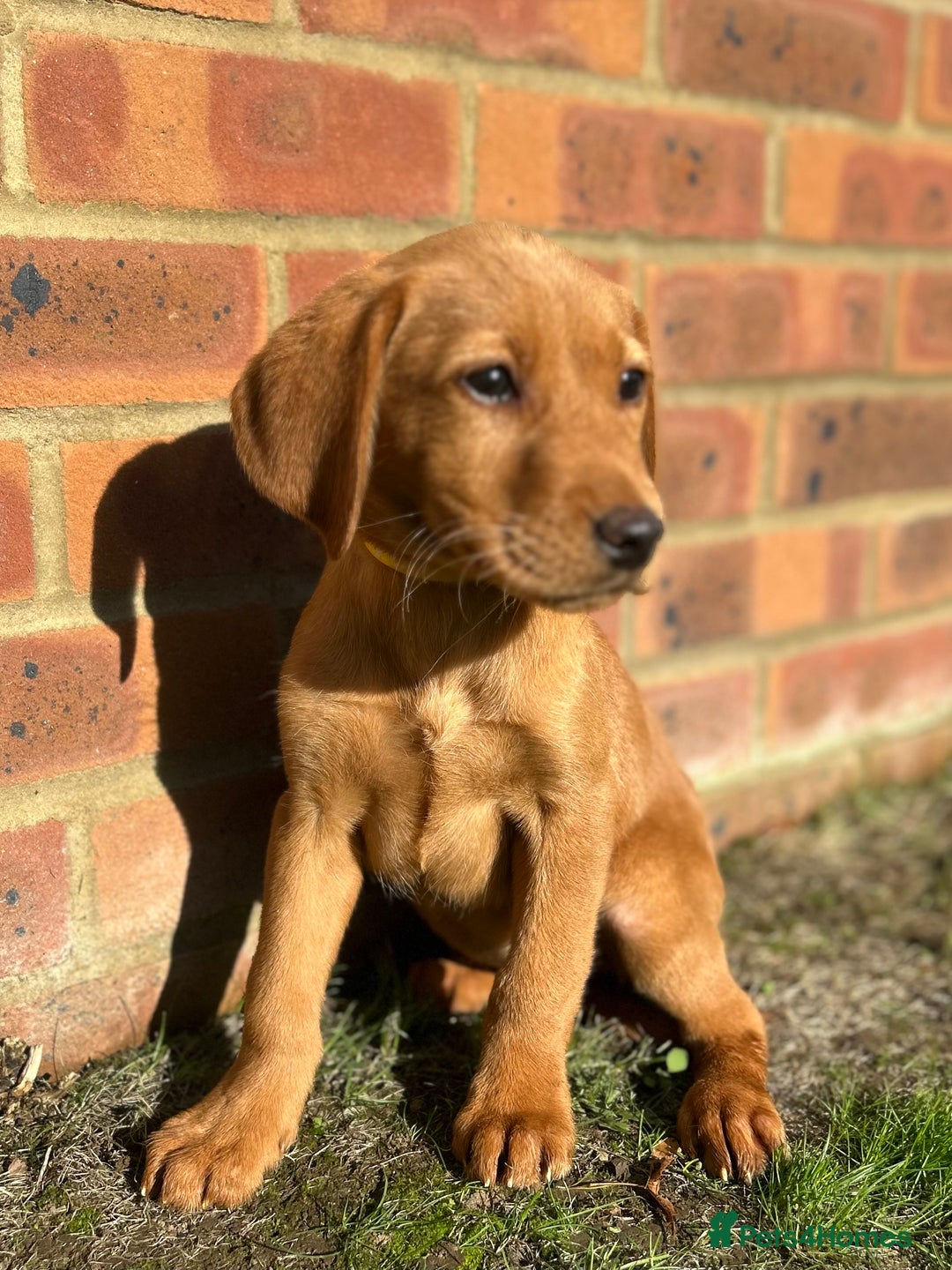 Labrador Retriever dogs for sale: Fox Red Labrador’s  - Image 10