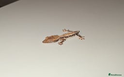 Gecko reptiles for sale: Lilly White Crested Gecko Hatchlings - Image 2