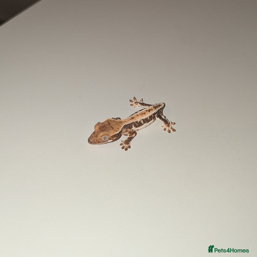 Gecko reptiles for sale: Lilly White Crested Gecko Hatchlings - Image 2