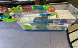 Hamster rodents for sale: Russian Dwarf Hamster - Image 4