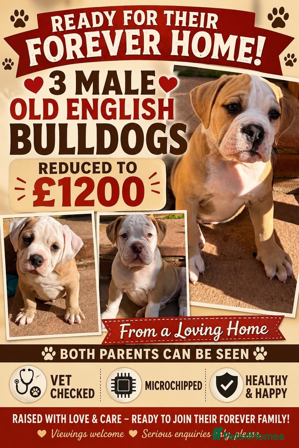Olde English Bulldogge dogs READY TO LEAVE 3 old English bulldog   - Advert 3