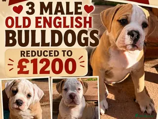 Olde English Bulldogge dogs READY TO LEAVE 3 old English bulldog - Advert 4