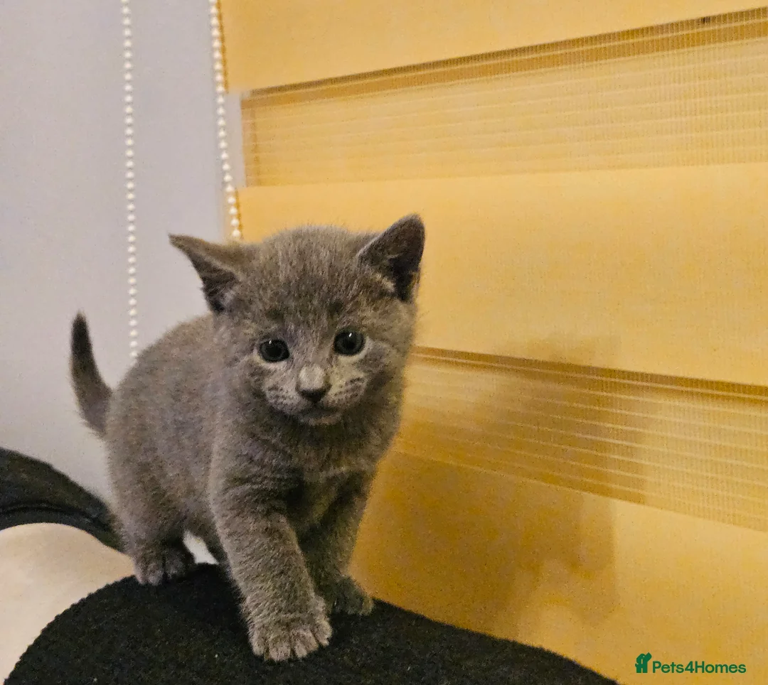 Russian Blue cats for sale: Russian Blue Kittens in Dagenham - Advert 9
