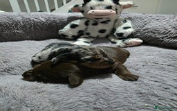 Miniature Dachshund dogs for sale: Stunning Miniture Dachshund pups for sale - Advert 6