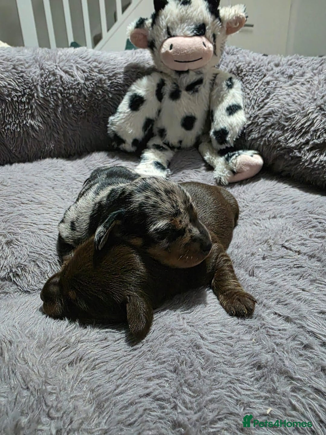 Miniature Dachshund dogs for sale: Stunning Miniture Dachshund pups for sale - Advert 6