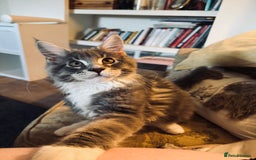 Maine Coon cats for sale: READY NOW~ 1 loving boy left  - Image 6