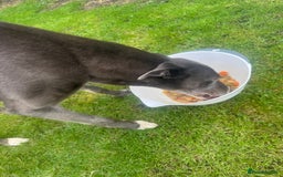 Lurcher dogs for sale: Lurches for sale  - Image 16