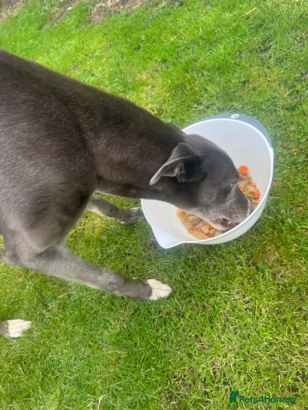 Lurcher dogs for sale: Lurches for sale  - Image 16